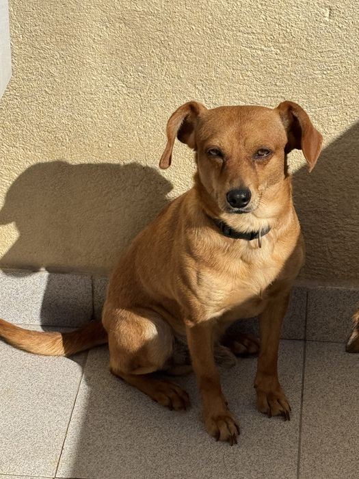 Cachorro meigo precisa de nova casa