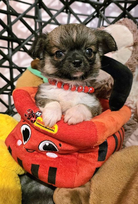 Prześliczna suczka chihuahua beżowa w super cenie długowłosa