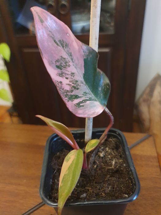 Philodendron strawberry shake