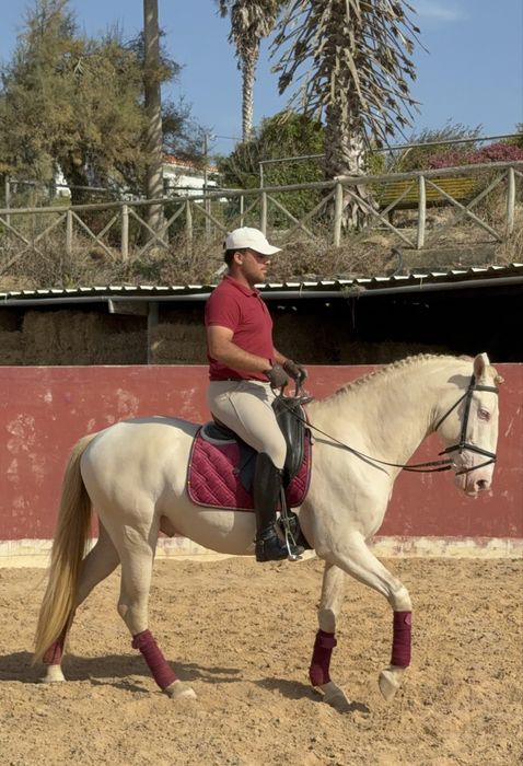 Cavalo Isabel olhos azuis  Lusitano Puro