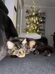 Maine coon rodowód