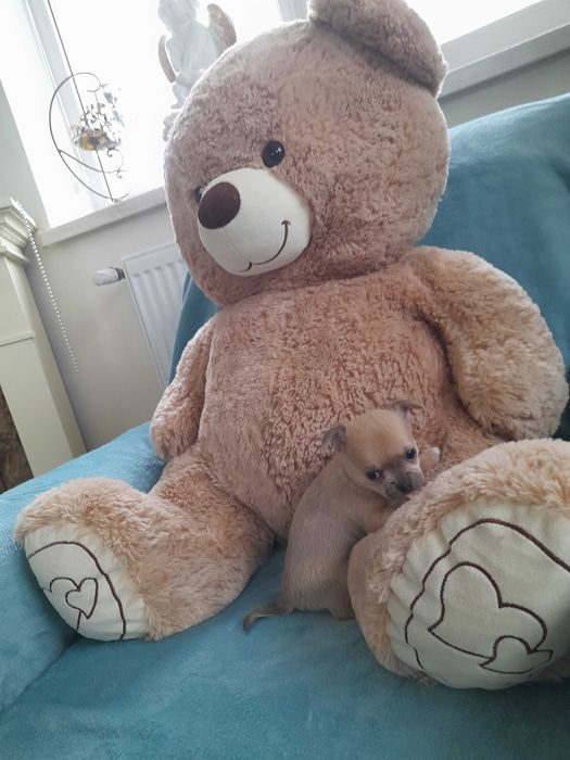 Маленьке щастячко шукає відповідальних батьків