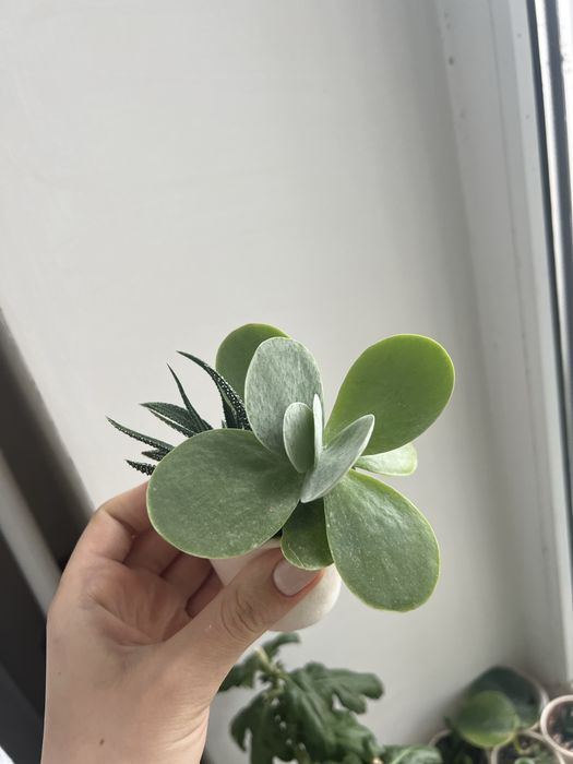 Набір сукулентів