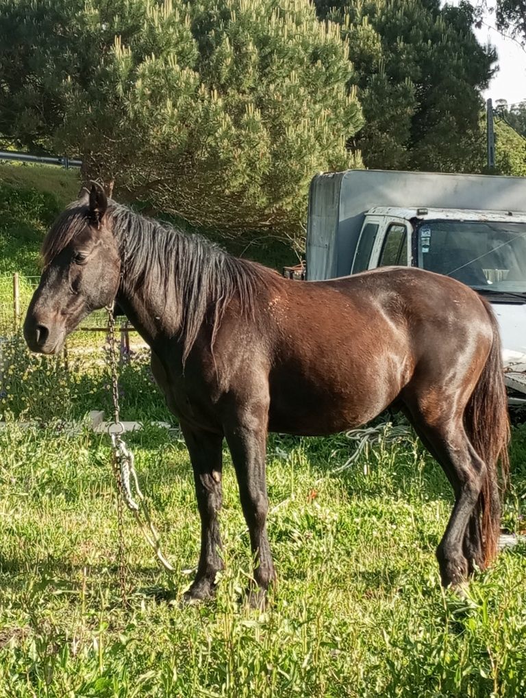 Cavalo preto com 5 anos muito bonito