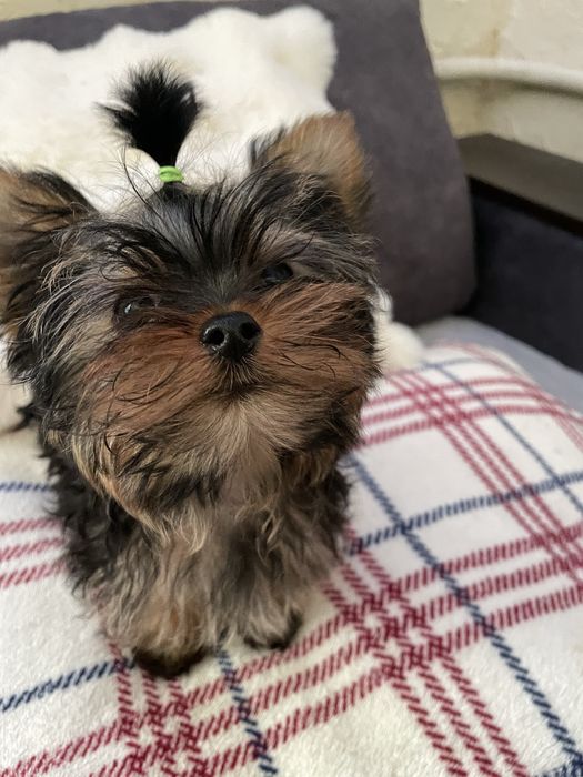 Чистопородні дівчата йоркширського терєра