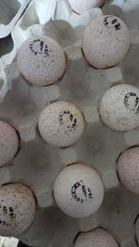Импортные яйца для инкубации индюк