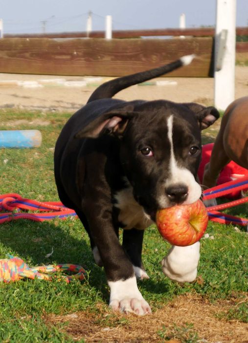 American Staffordshire Terrier ZKwP Amstaff FCI piękny piesek
