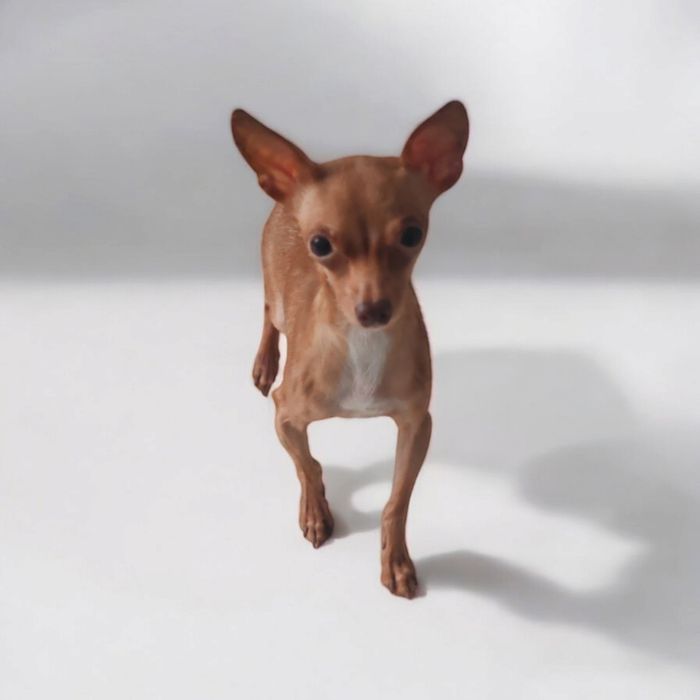 Toy rosyjski SAMIEC 2,1kg 2 lata RATLEREK sarenka PASZPORT