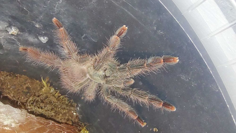 Samiec Amazonius germani 2.5dc