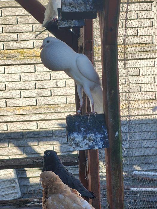 Sprzedam gołębie garłacze brneńske