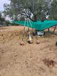Olitree apara frutos 1x vibrador 2x varejadores Stihl