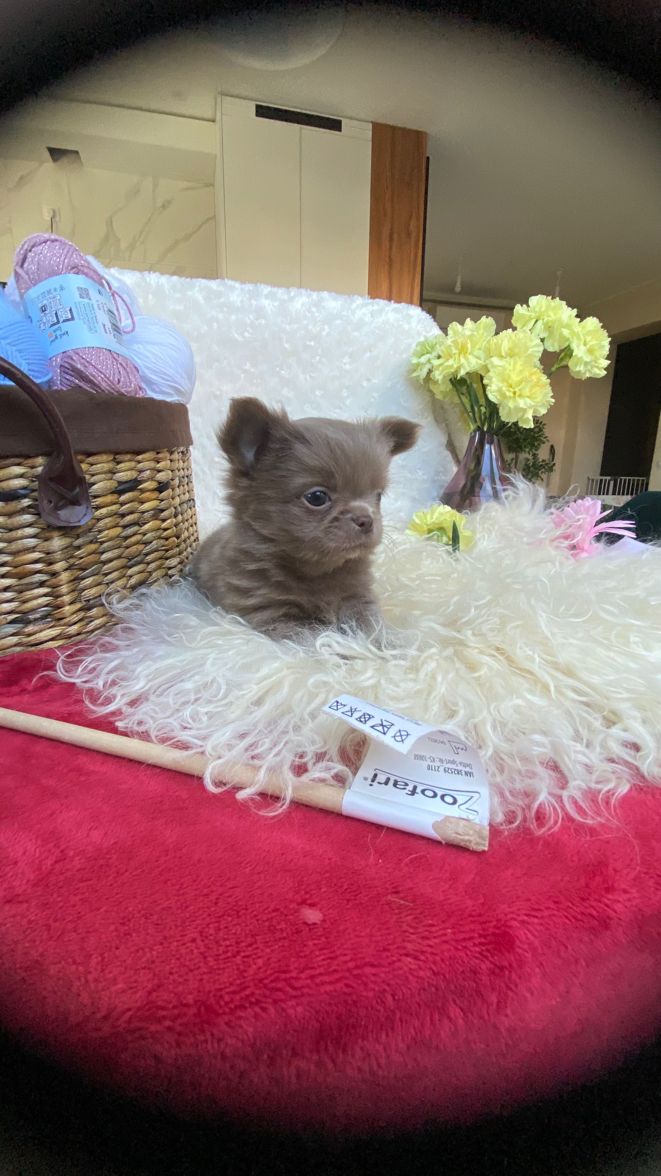 Niesamowity liliowy piesek chihuahua FCI
