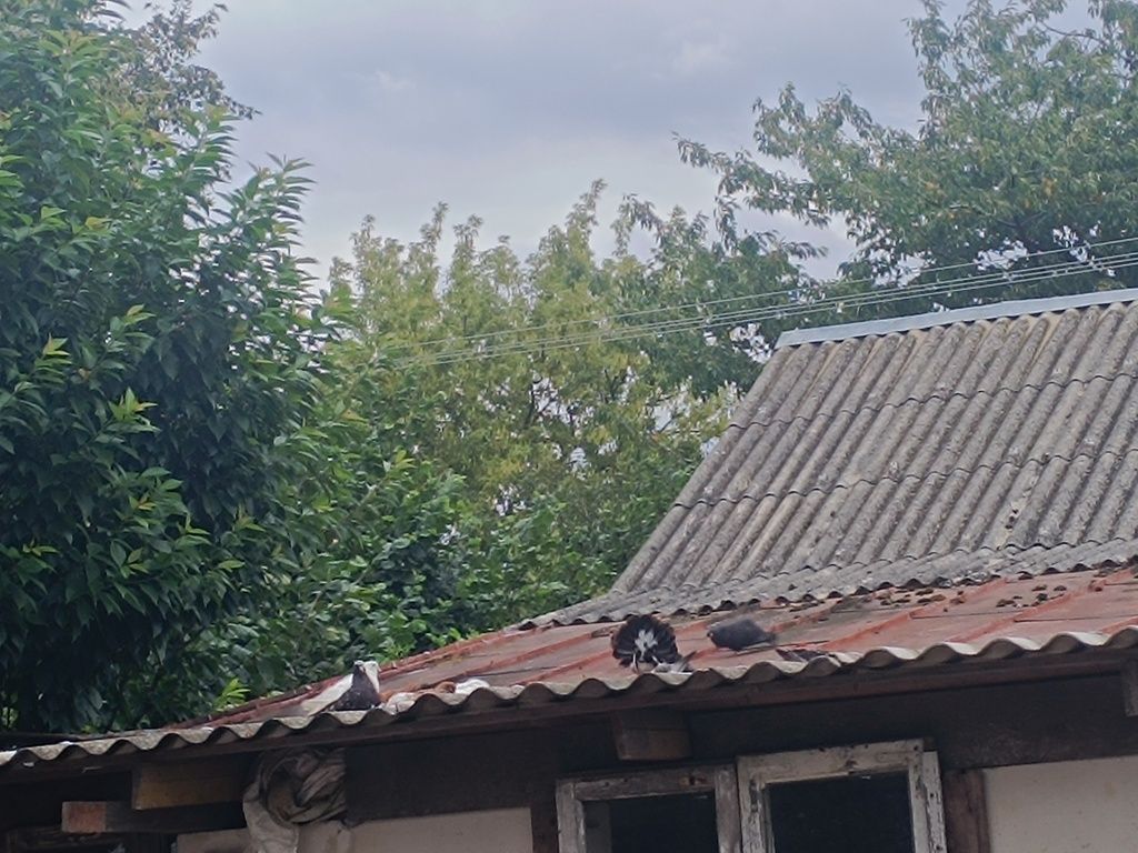 gołębie rasowe n