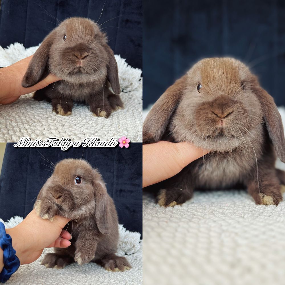 Mini lop - gotowe do odbioru. Króliczki rasowe z hodowli (miniaturki)