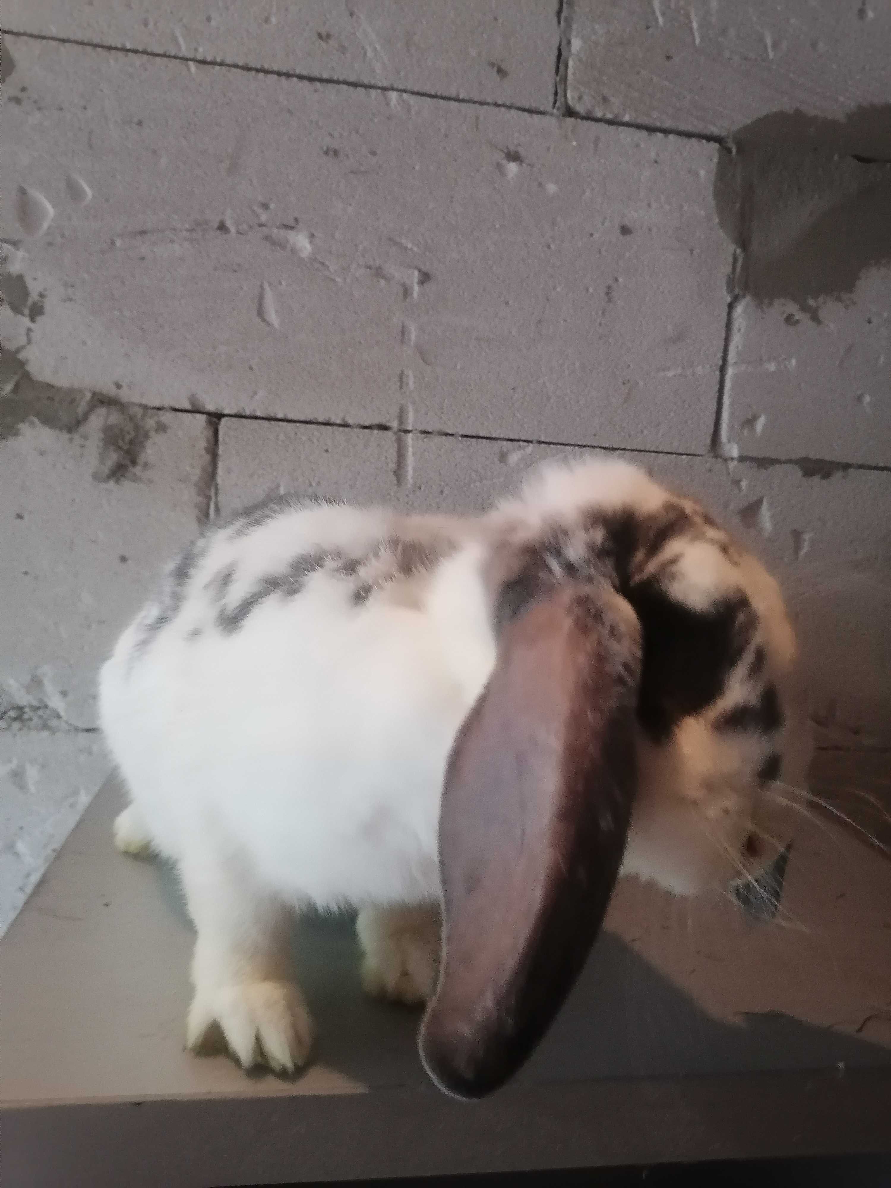 Sprzedam królika baran francuski samica
