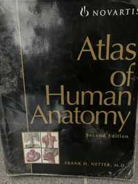 Atlas anatomia Netter