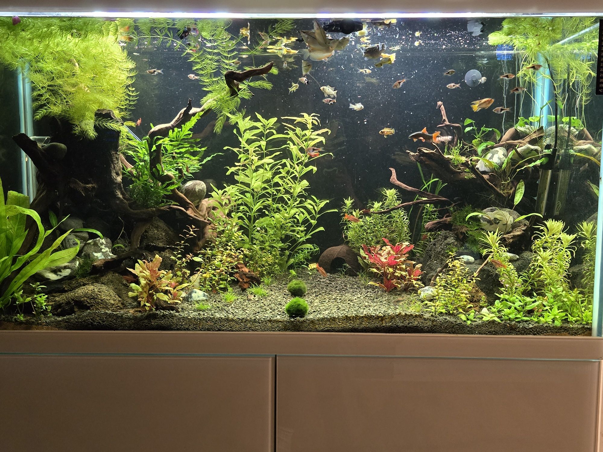 Rośliny akwariowe rogatek ludwigia