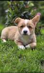 Welsh Corgi Cardigan **Sunia**Do Rezerwacji