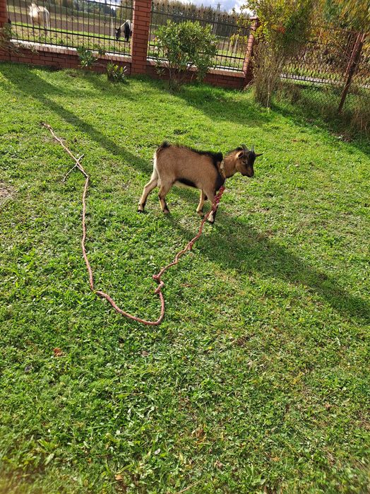 Na sprzedaz miniaturka Kozioł