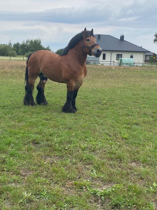 Ogier Arden szwedzki