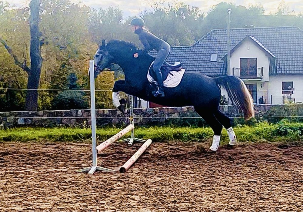 Piękna śląska klacz do sportu lub rekreacji