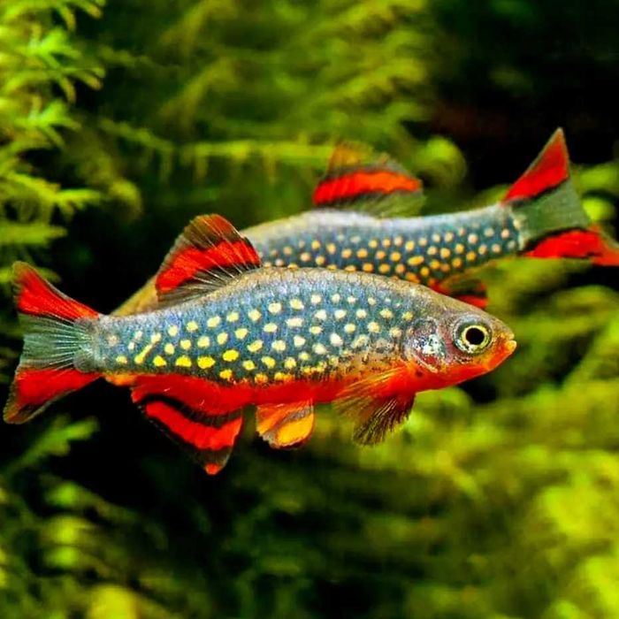 GB Microrasbora sp. Galaxy razbora galaxy Danio margaritatus