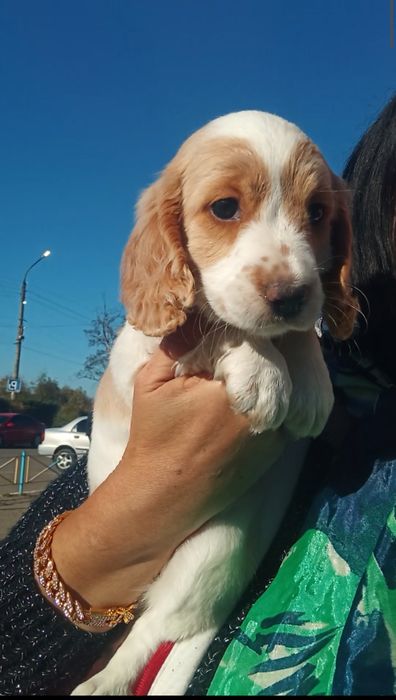 Англійський кокер спаніель