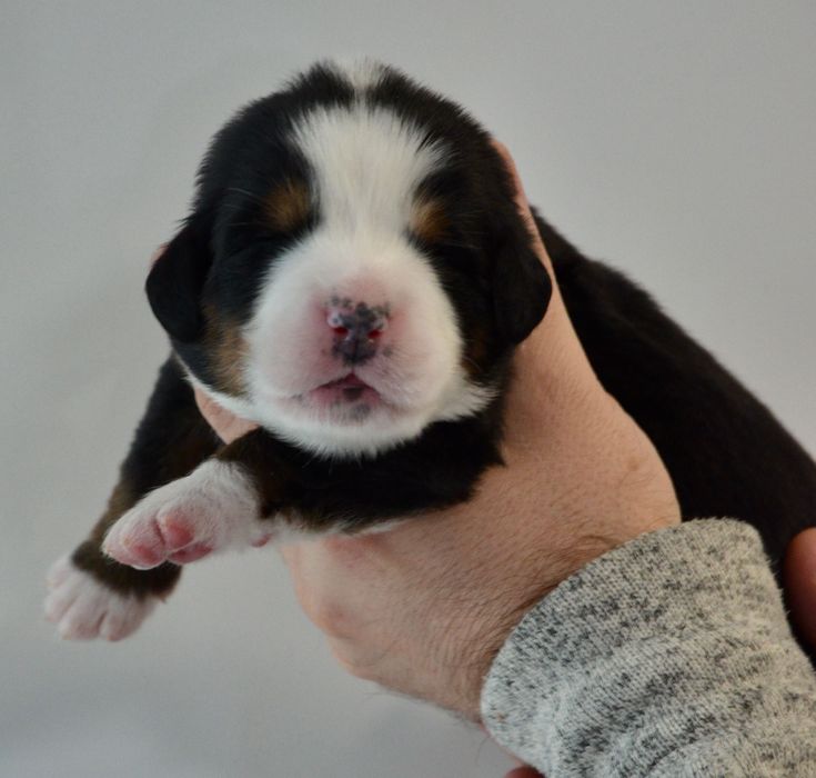 Berneński Pies Pasterski