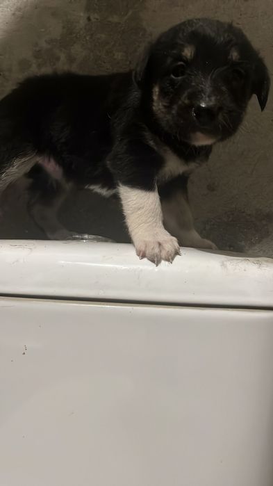 3 caes e 4 cadelinhas porte pequeno a mini