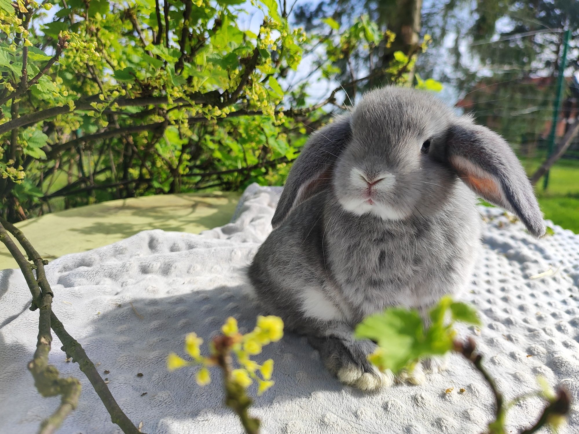 Mini lop metryka rasowy legalna hodowla królik miniaturka baranek