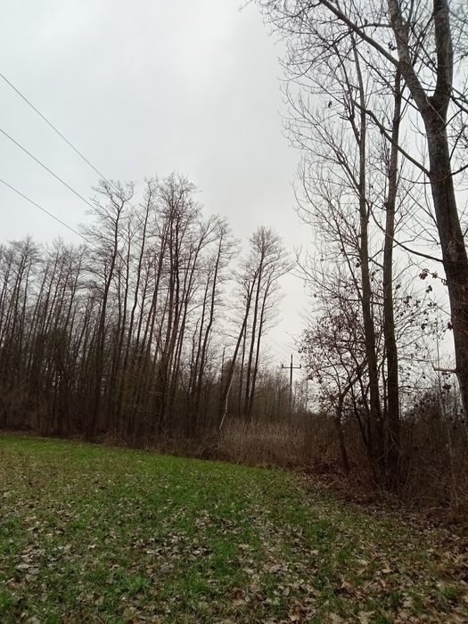 Topola drzewo na pniu