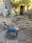 Patos de rouen 2025