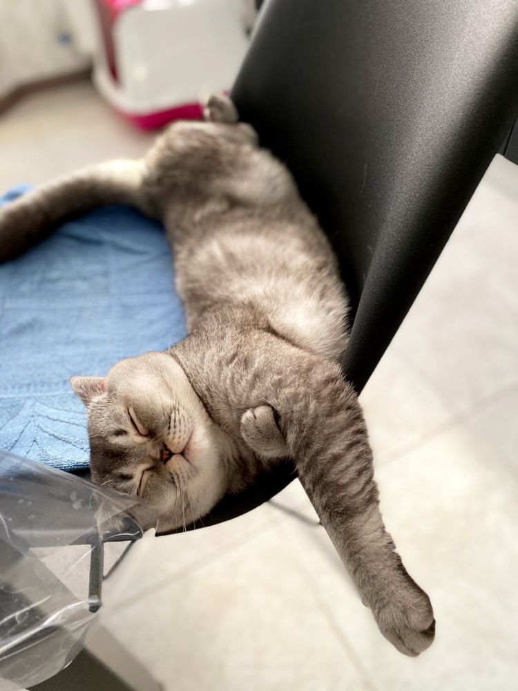 Шотландец вислоухий шотландский кот вязка