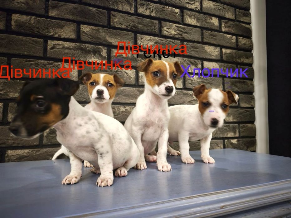 Цуценята Джек Рассел Терьєра шукають люблячу сім’ю!