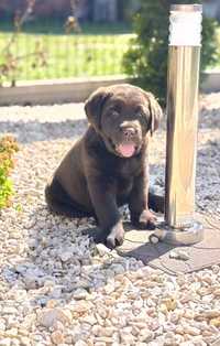 Labrador retriever - szczeniak rodowód ZKwP/FCI - gotowy do odbioru