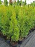 Tuja Szmaragd (Thuja occidentalis Smaragd)