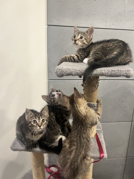 Oddam kotki w dobre ręce