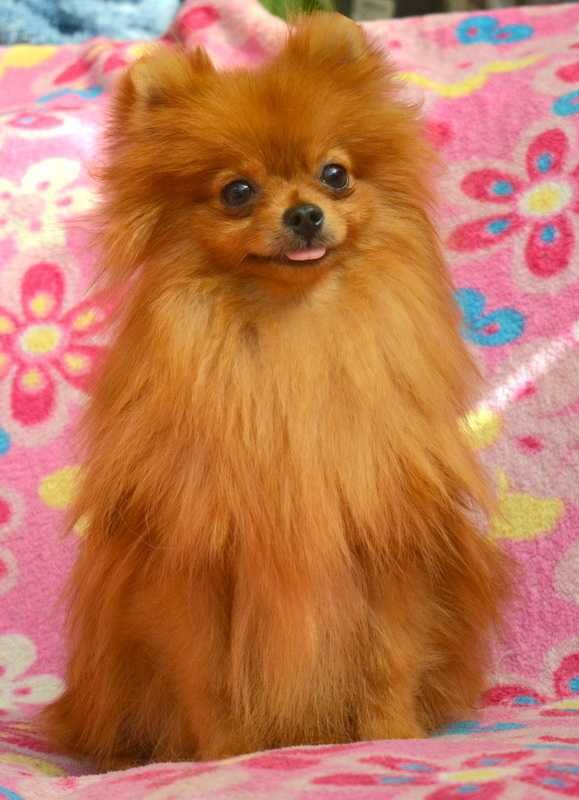 Szpic Miniaturowy Pomeranian MINI suczka ZKwP FCI rodowód