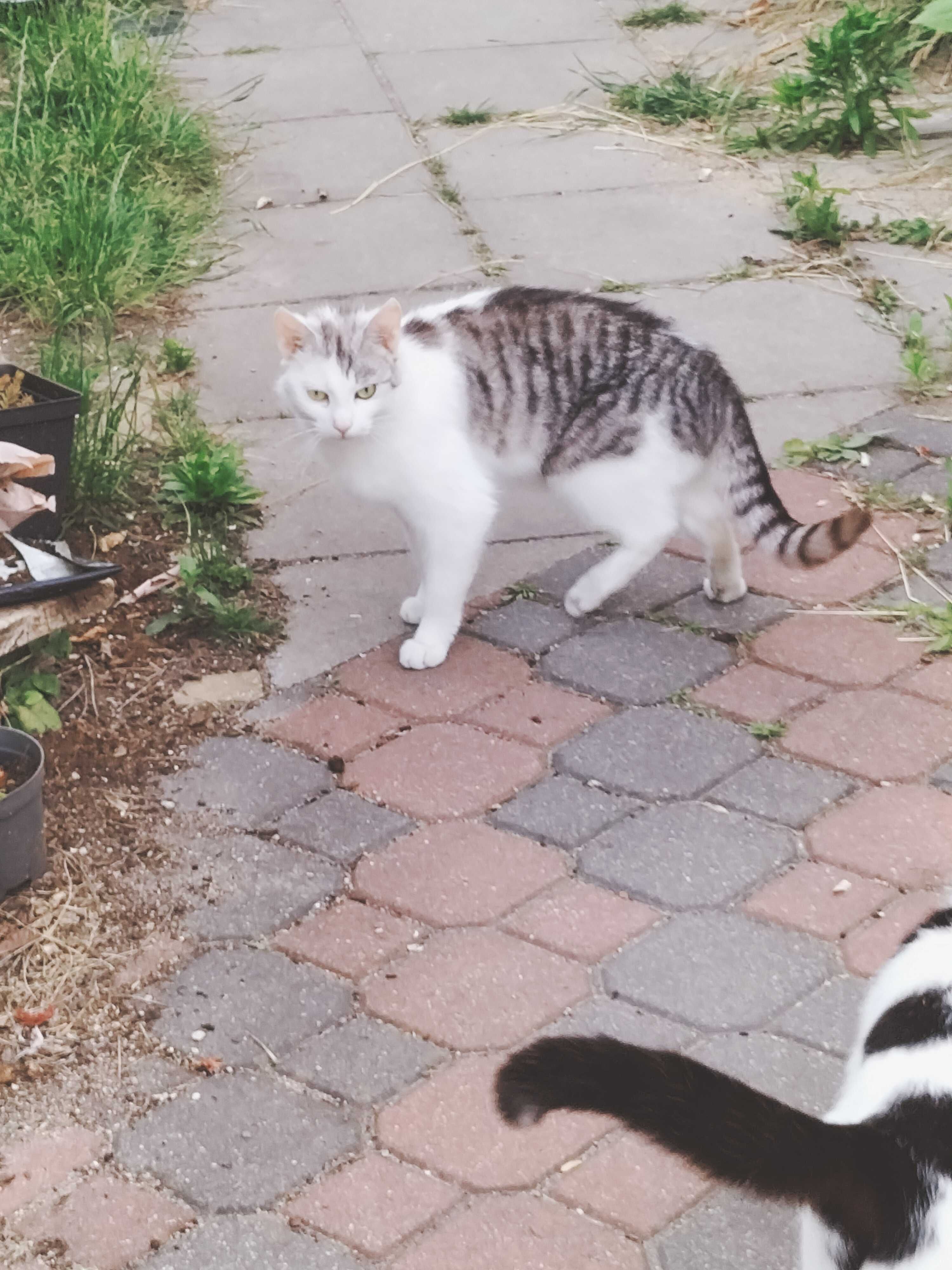 Młode ładne kotki, dwie wolnożyjące siostry 2-letnie, oddam do adopcji