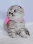 Menina scottish fold silver chocolat tabby