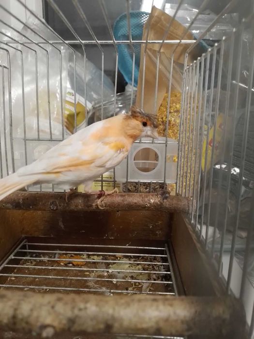 Kanarki arlekiny portugalskie-sprzedam