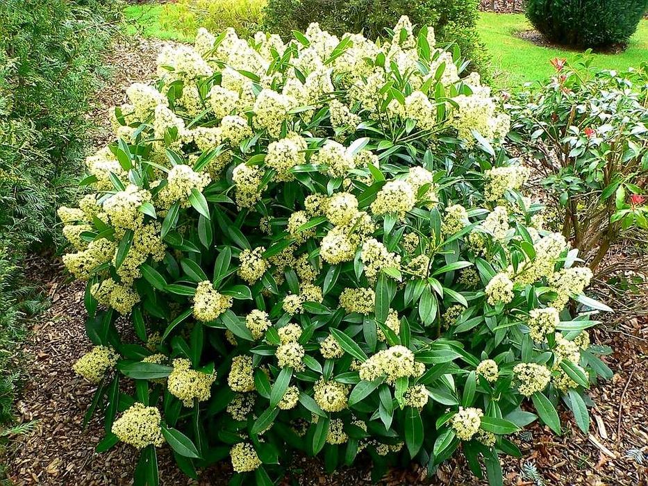 Skimia confusa "Kew Green" XL, wieczniezielona, pachnie jak konwalie!