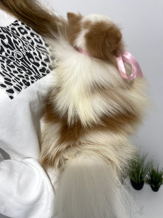 Померанські шпіци — Не зволікайте  таких залишилось лише 2!