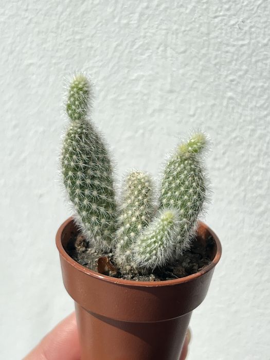 Продаю кактус Опунція