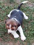 Szczenięta Rasy Beagle TRI -Color
