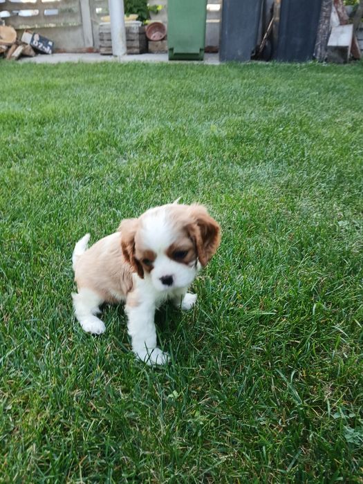 Szczeniak Cavalier King Charles Spaniel