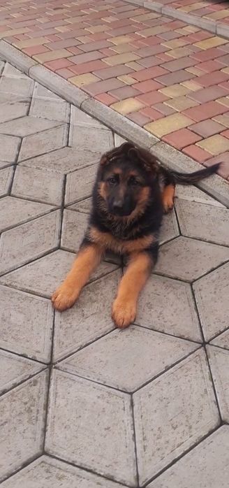 Німецька вівчарка породиста.