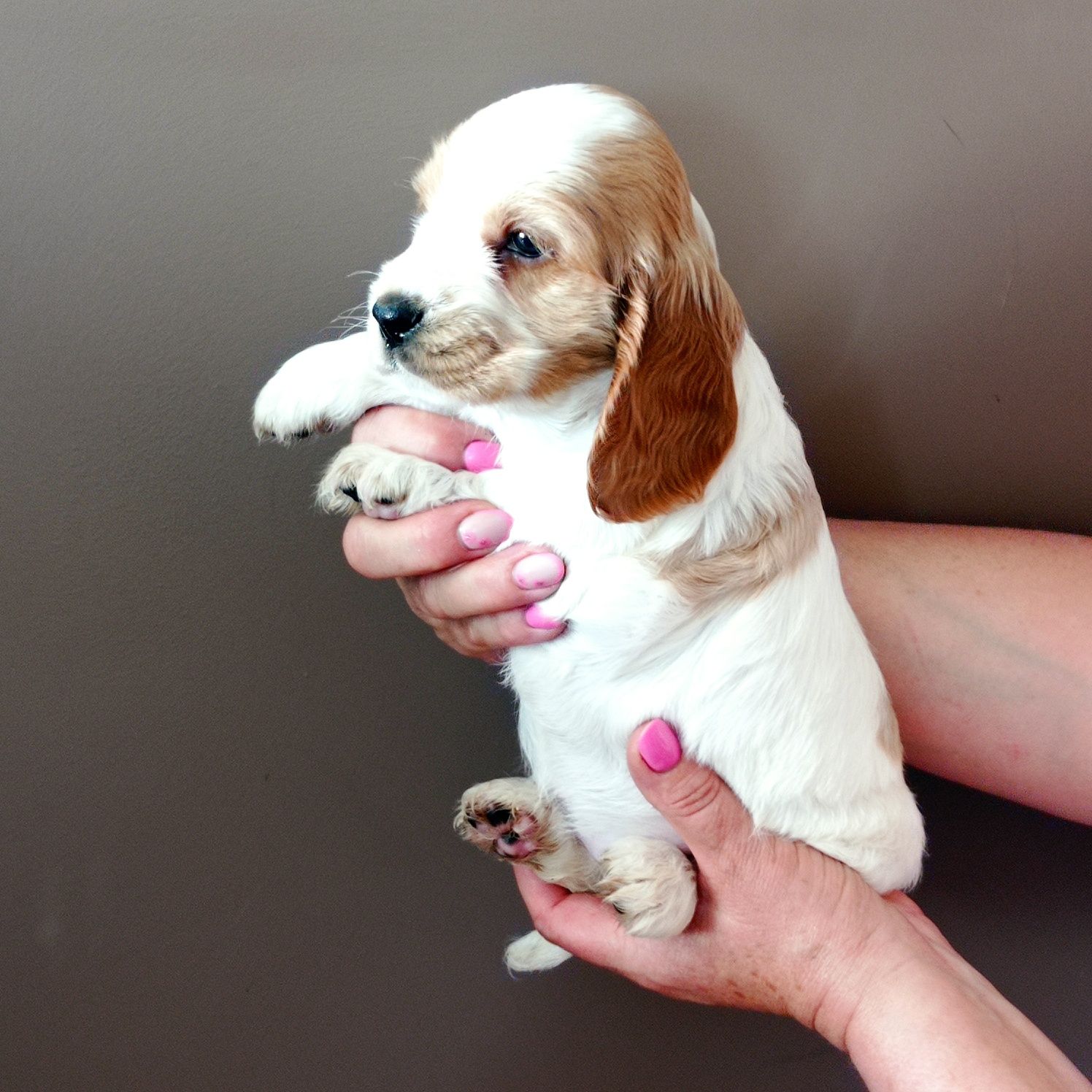 Cocker spaniel angielski
