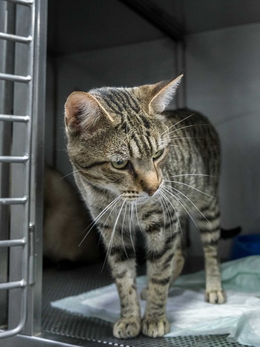 Gato macho para adoção responsável