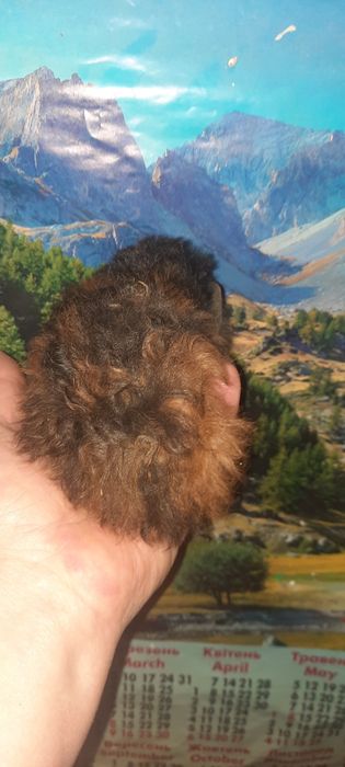 Породиста довгошерста морська свинка